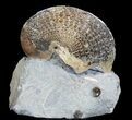 Sphenodiscus Ammonites with Gorgeous Sutures - SD #77849-1